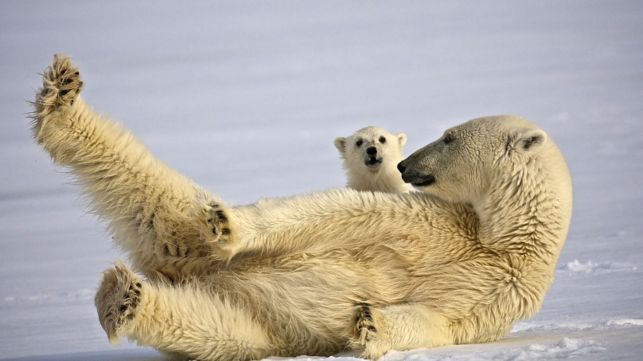 Angebot 6 DOMINIC-BARRINGTON-POLAR-BEAR-HRT-080-35200959-Photo Dominic Barrington